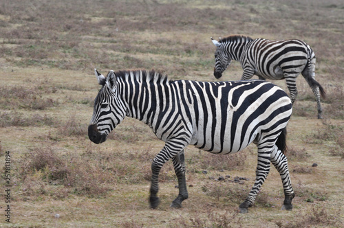 Zebras in Ngorongoro park