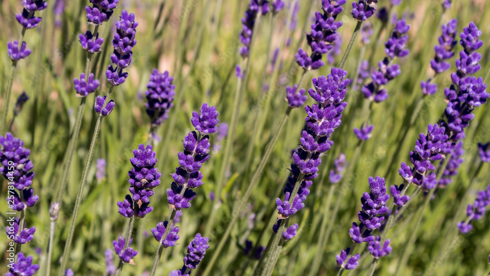 Obraz premium Closeup of a purple lavender flower field swaying in the wind on a sunny summer day.