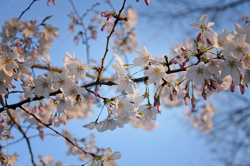 Beautiful white and pink fruit tree blossom clusters in spring time, perfect nectar for bees. Close up view of fruit tree flowers. Floral background in Nashville, Tennessee. United States. Beautiful white and pink fruit tree blossom clusters in spring time, perfect nectar for bees. Close up view of fruit tree flowers. Floral background in Nashville, Tennessee. United States.