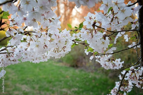 Beautiful white and pink fruit tree blossom clusters  in spring time, perfect nectar for bees. Close up view of fruit tree flowers. Floral background in Nashville, Tennessee. United States. photo