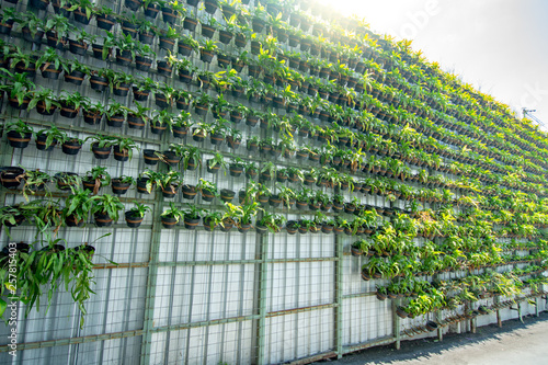 green vertical garden