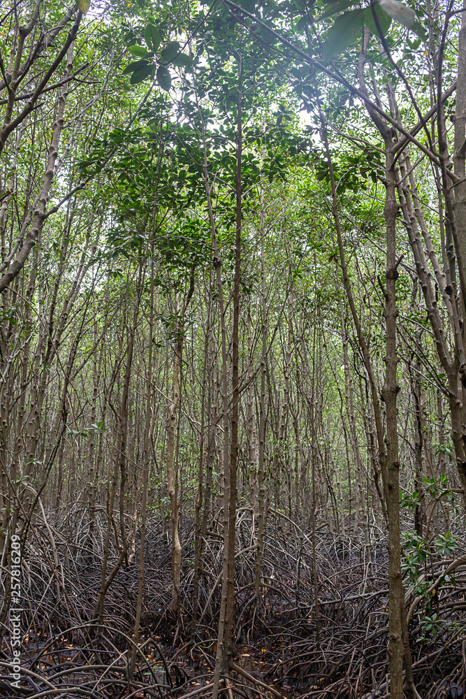 Mangrove roots . roots mangrove forest in rain forest. Forest of Mangroves or Golden Mangrove Field. Roots of mangrove forest when sea water run down. Mangrove roots . roots mangrove forest in rain forest. Forest of Mangroves or Golden Mangrove Field. Roots of mangrove forest when sea water run down.