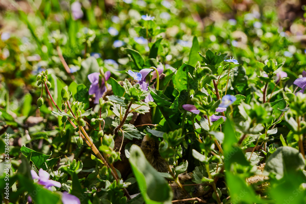 purple flowers on a background of green grass purple flowers on a background of green grass