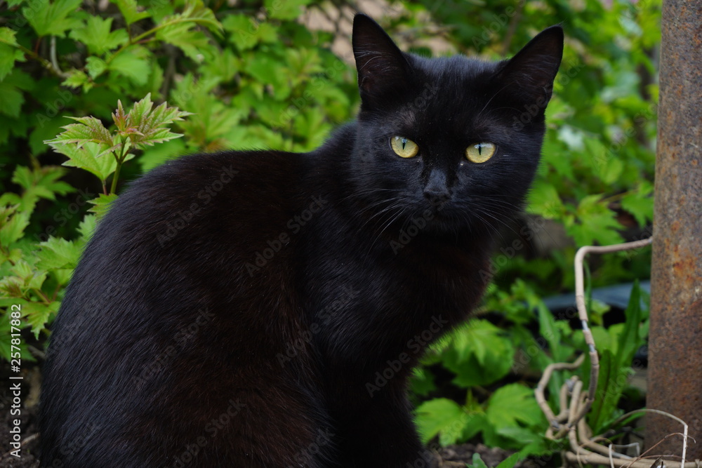 Black cat walking in a spring garden
