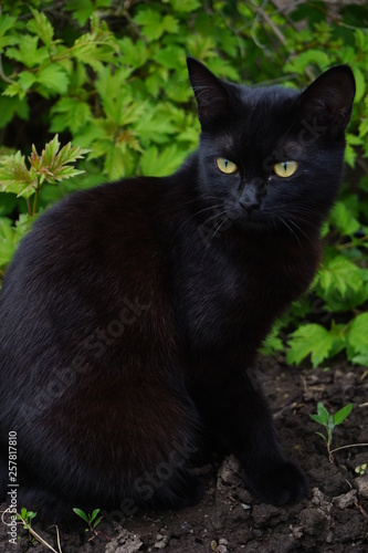 Black cat walking in a spring garden
