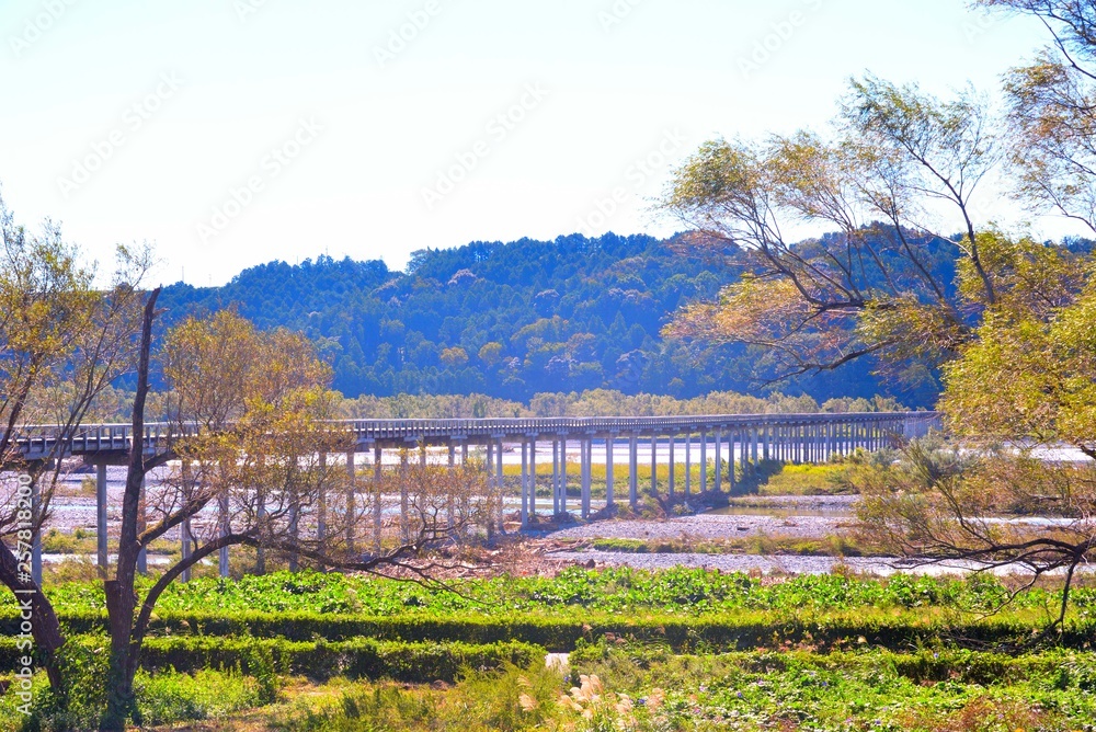 大井川の蓬莱橋