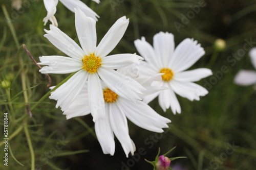 Smile of Flowers