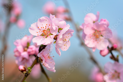 Close up of a beautiful european pink plum blossom flower on tree in early spring on blurry blue background