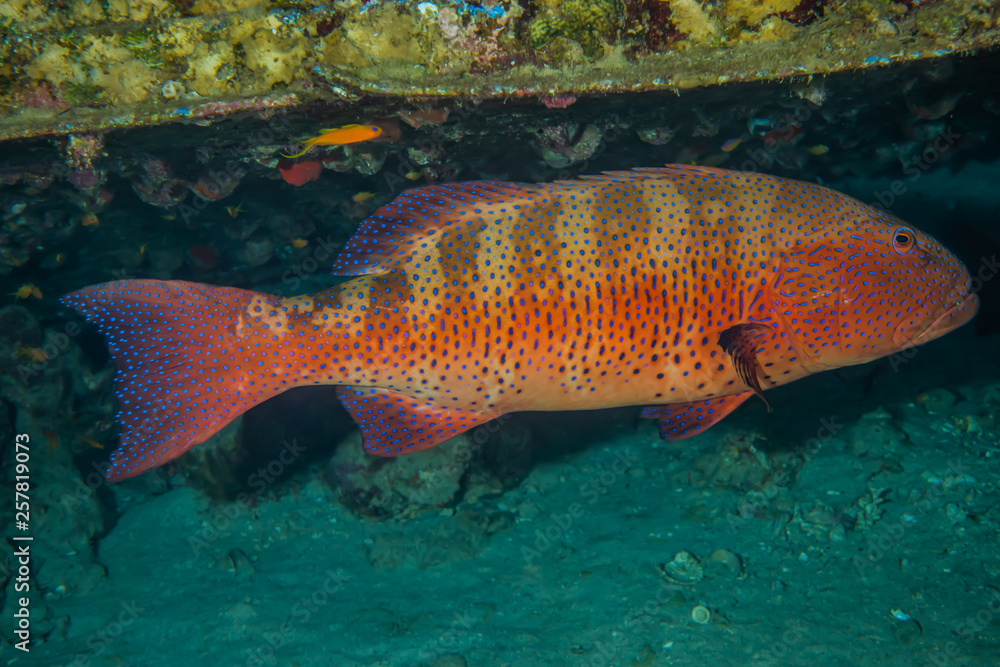 Fish swim in the Red Sea, colorful fish, Eilat Israel Fish swim in the Red Sea, colorful fish, Eilat Israel