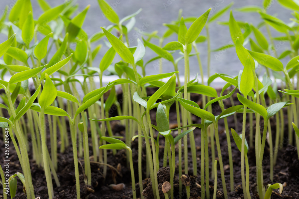 Obraz premium Small seedlings of lettuce growing in cultivation tray