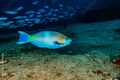Fish swim in the Red Sea  colorful fish  Eilat Israel