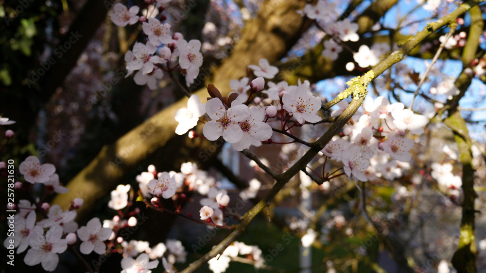 Fototapeta premium Kirschblüten 1