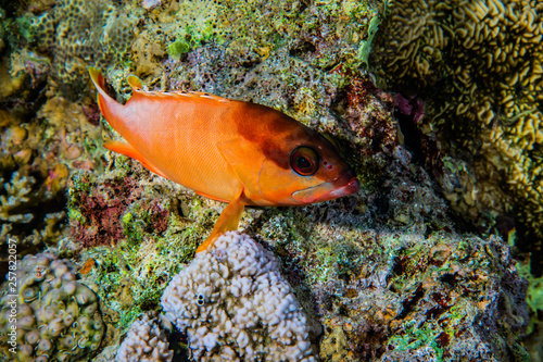 Fish swim in the Red Sea, colorful fish, Eilat Israel