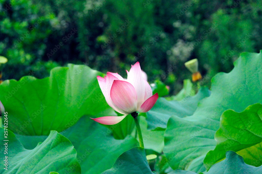 lotus in the lake