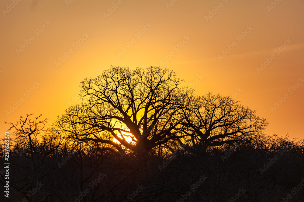 Ceibos with its voluminous trunks and twisted branches at sunset