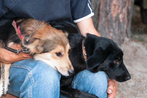 Canvas Print cropped view of man sittting and holding two dogs snuggled up to each other in f