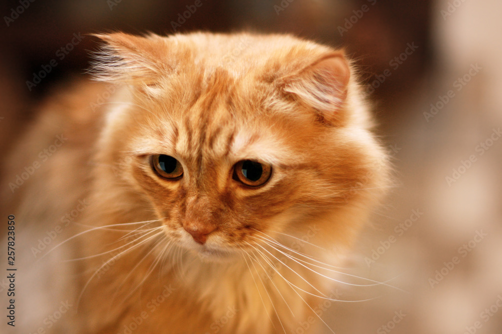 Close up portrait of cute long-haired red siberian cat with impressive look. Animal in our home. Indoors, copy space, blurred background, selective focus.