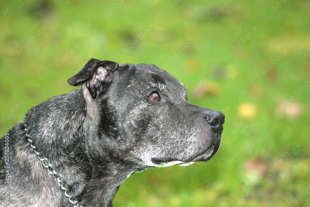 Aufmerksamer treuer blickender American Staffordshire Terrier Aufmerksamer treuer blickender American Staffordshire Terrier