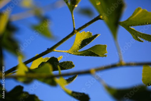 Raindrops close-up on young leaves of Ginkgo Biloba. Abstract nature background, Soft focus