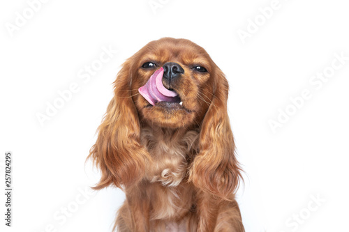 Tongue out dog Fototapeta
