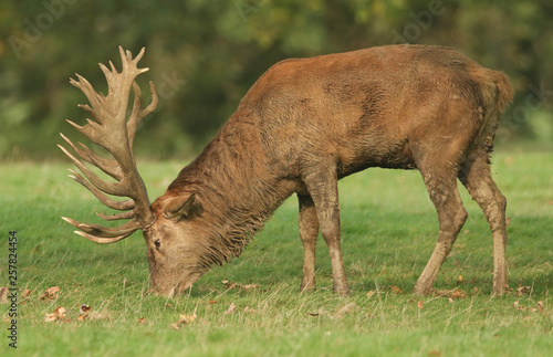 A large Red Deer  Cervus elaphus  smelling the scent on the grass during rutting season. 