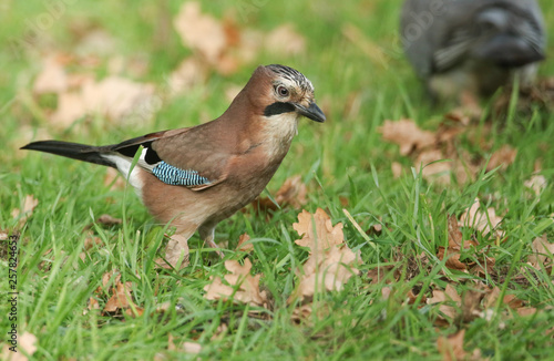 A stunning Jay (Garrulus glandarius) searching in the grass for Acorns that it can store for the winter.	