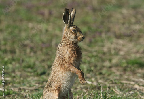 A stunning Brown Hare, Lepus europaeus, standing on its hind legs. © Sandra Standbridge