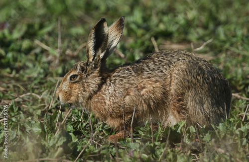A stunning Brown Hare, Lepus europaeus, resting in a meadow in the UK. 