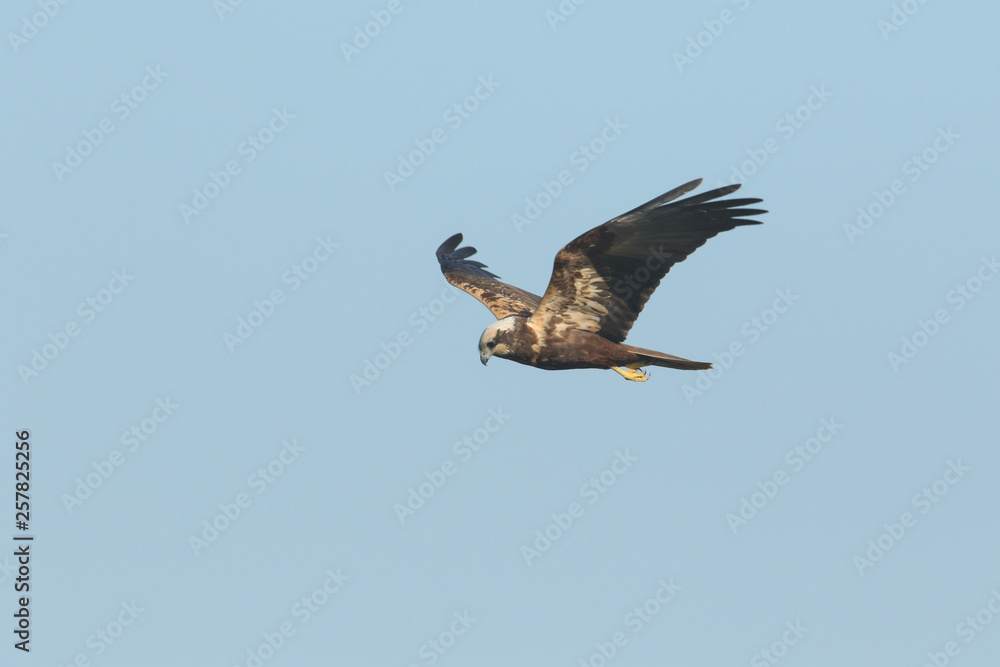 Obraz premium A magnificent Marsh Harrier, Circus aeruginosus, flying in the blue sky.
