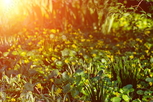 Fototapeta Naklejka Na Ścianę i Meble -  Yellow flowers in grass in spring sunset close-up macro with soft focus on a meadow in nature. A beautiful soft light green background, a gentle dreamy artistic image. Copy space