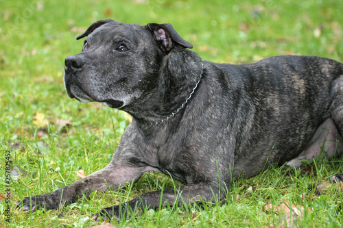 American Staffordshire Terrier liegt im Gras © Photography