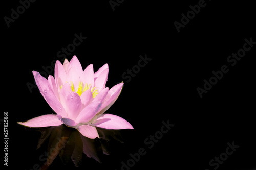 Spa still life with water lily on black background. Space for text