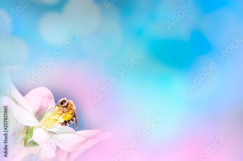 Spring pink background with blossom flowers and bee.Space for text presentation
