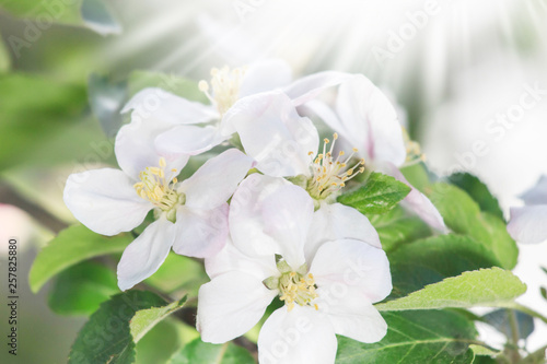 Blossom blooming on trees in springtime. Apple tree flowers blooming. Blossoming apple tree flowers with green leaves. Spring tree blossom flowers with green leaves. Best picture of tree blooming.