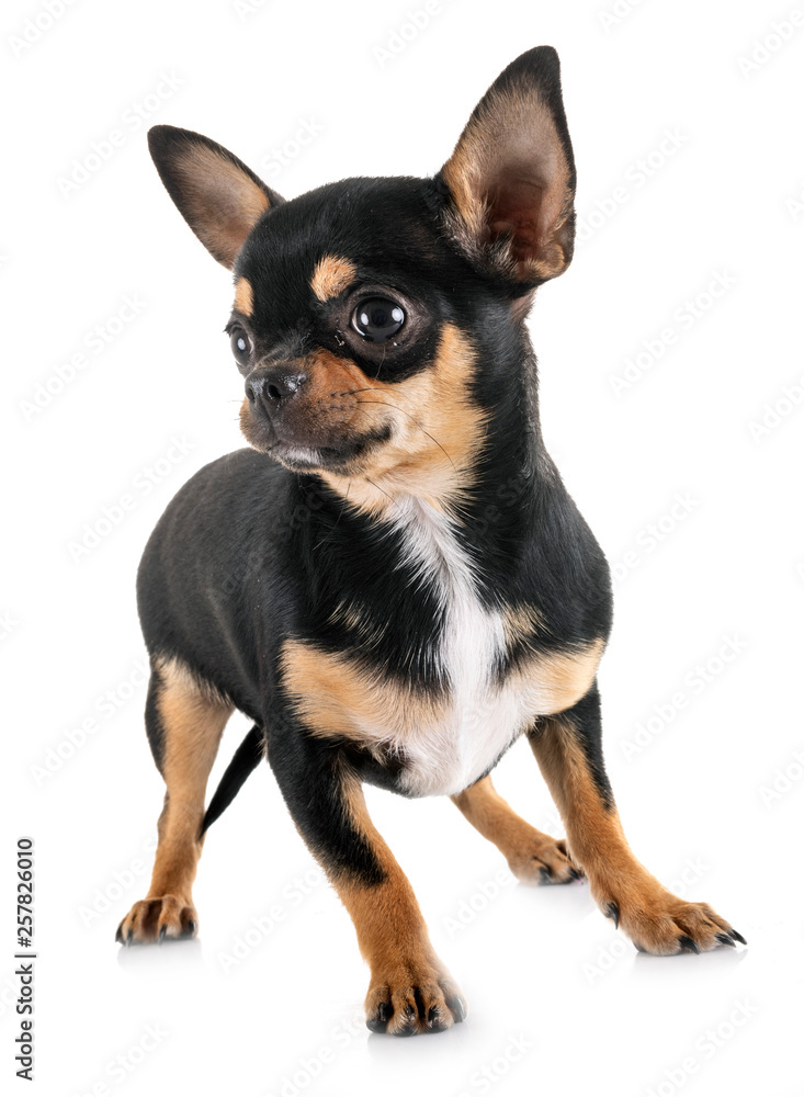 chihuahua in studio chihuahua in studio