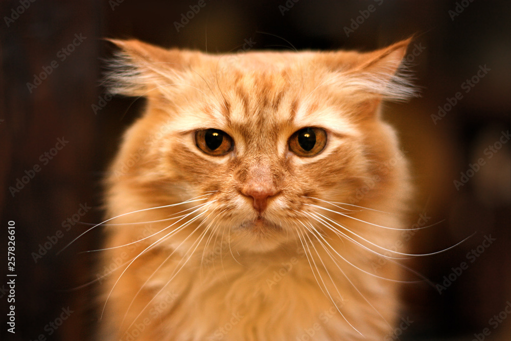 Close up portrait of cute long-haired red siberian cat with impressive unpleased look. Animal in our home. Indoors, copy space, blurred background, selective focus.