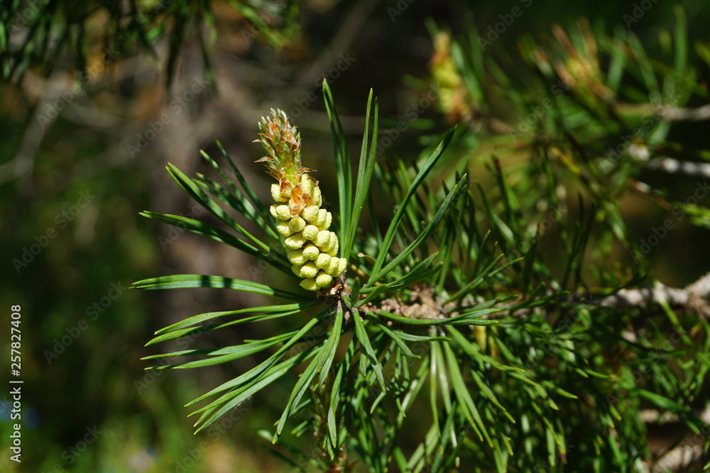pine tree branch with cones pine tree branch with cones