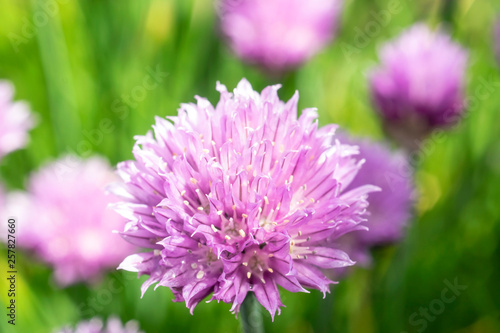 Flowers of onions on garden bed in summer