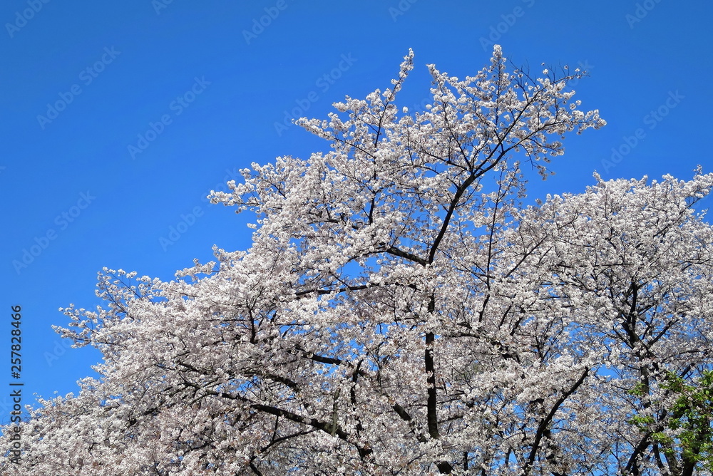 Soft focus of Cherry Blossom or Sakura flower, full bloom with clear blue sky background in spring time in Japan. Nature concept.