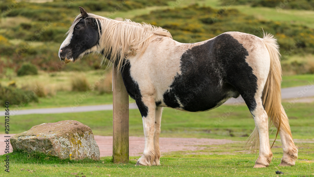 Fototapeta premium A wild horse near Hay Bluff and Twmpa in the Black Mountains, Wales, UK