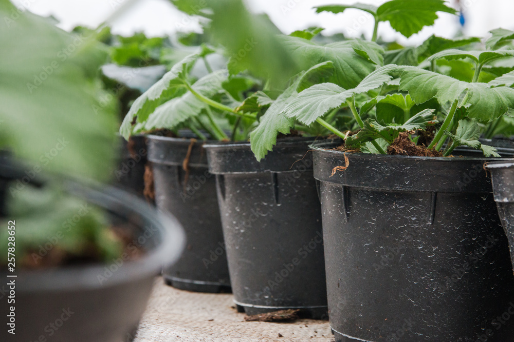 seeding in greenhouse. seeding plants greenhouse. seeding in greenhouse concept. plant seedling in greenhouse. new life seeding in greenhouse. seeding plants greenhouse. seeding in greenhouse concept. plant seedling in greenhouse. new life