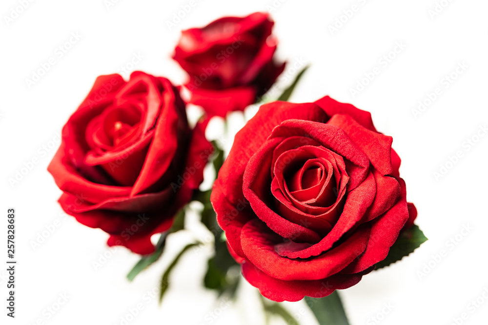 Red roses on white background Red roses on white background