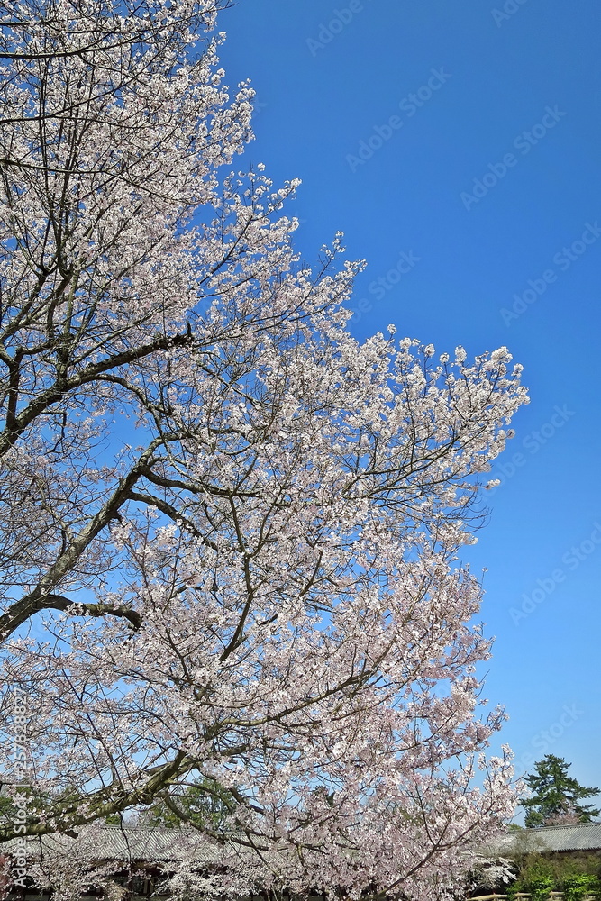 Soft focus of Cherry Blossom or Sakura flower, full bloom with clear blue sky background in spring time in Japan. Nature concept. Soft focus of Cherry Blossom or Sakura flower, full bloom with clear blue sky background in spring time in Japan. Nature concept.