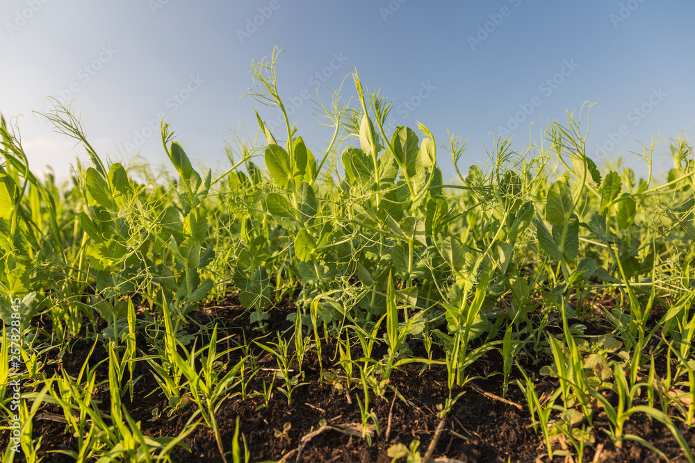 Fototapeta premium Pea field. Lush, bush