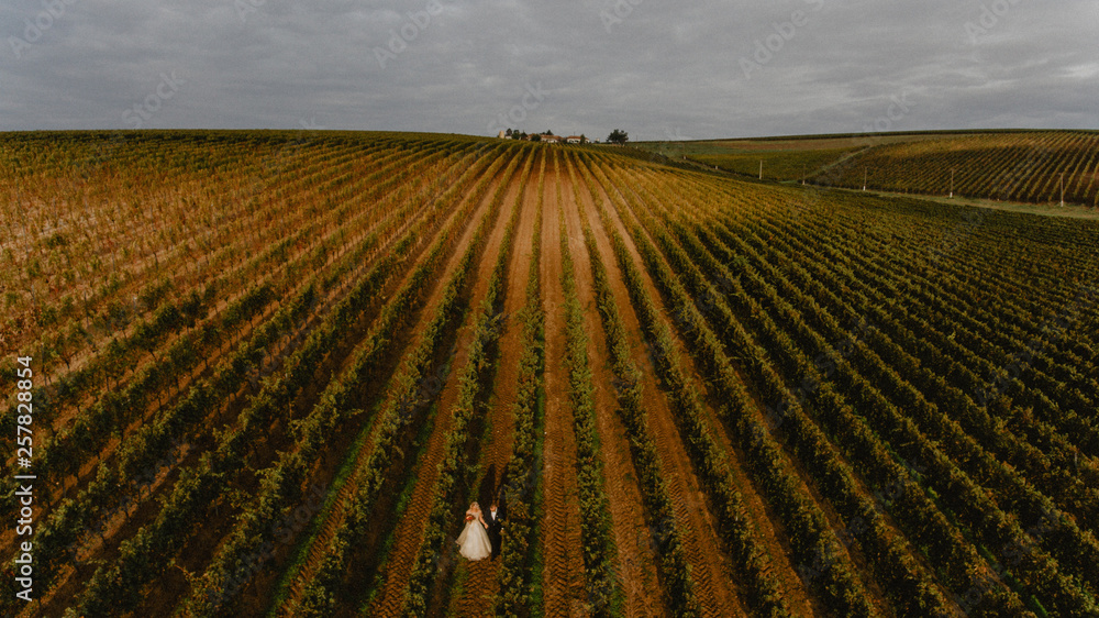 Beautiful wedding couple posing in vineyard