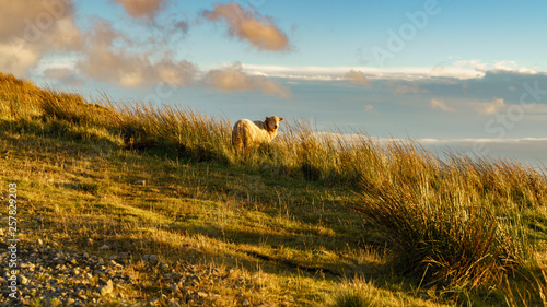 A sheep in the evening sun near Treorchy  overlooking the Ogmore Valley in Rhondda Cynon Taf  Mid Glamorgan  Wales  UK