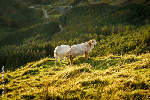 A sheep in the evening sun near Treorchy, overlooking the Ogmore Valley in Rhondda Cynon Taf, Mid Glamorgan, Wales, UK photo