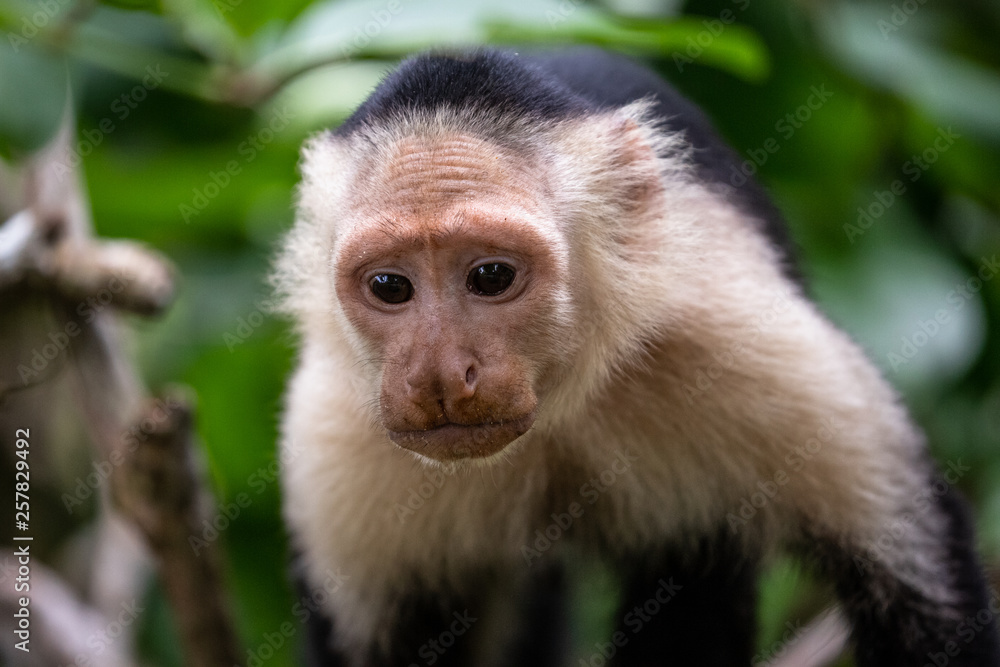 Capuchin monkey on a branch in the tropical forest of Cahuita Capuchin monkey on a branch in the tropical forest of Cahuita