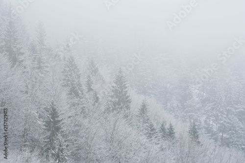 Hoar frost covered trees in a winter foggy forest of Velka Fatra national park in northern Slovakia.