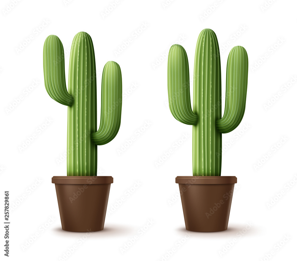 Vector illustration of cordon cactus or pachycereus pringlei, houseplants in pot isolated on background Vector illustration of cordon cactus or pachycereus pringlei, houseplants in pot isolated on background